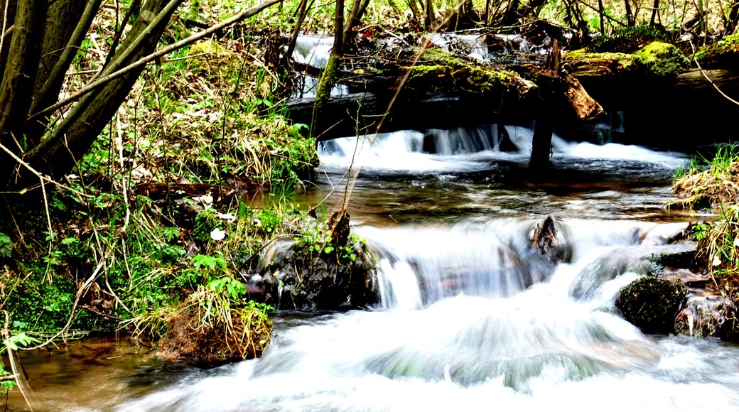 Kleiner Bachlauf des "Bächlesbach" in den Spessartwiesen bei Heigenbrücken