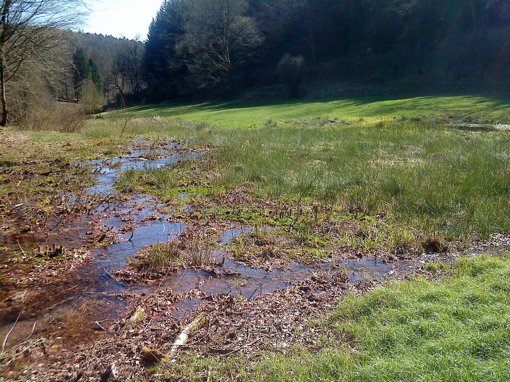 Verzweigter Bächlesbach in den Spessartwiesen