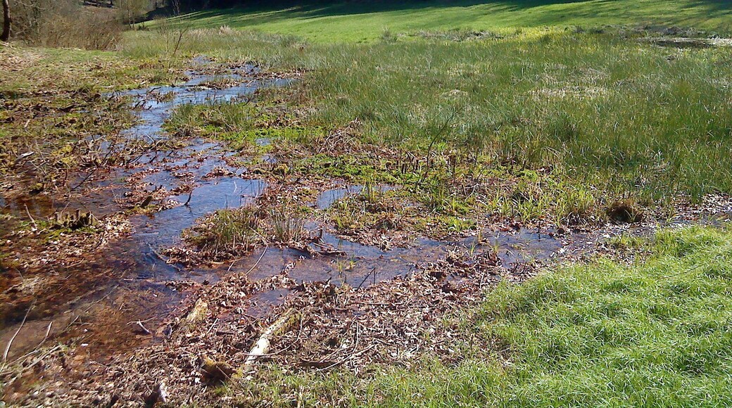 Verzweigter Bächlesbach in den Spessartwiesen