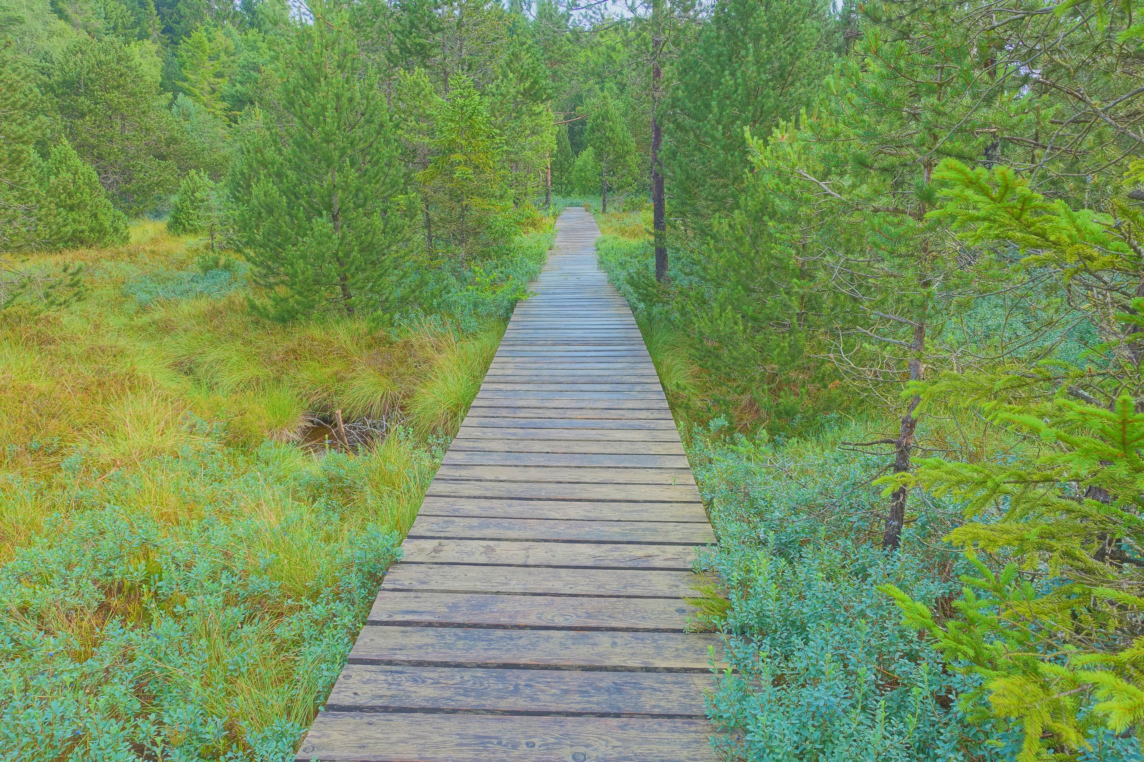 Naturschutzgebiet Tiefenhäuser Moos, Hochmoor im Südschwarzwald