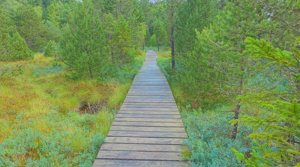 Naturschutzgebiet Tiefenhäuser Moos, Hochmoor im Südschwarzwald