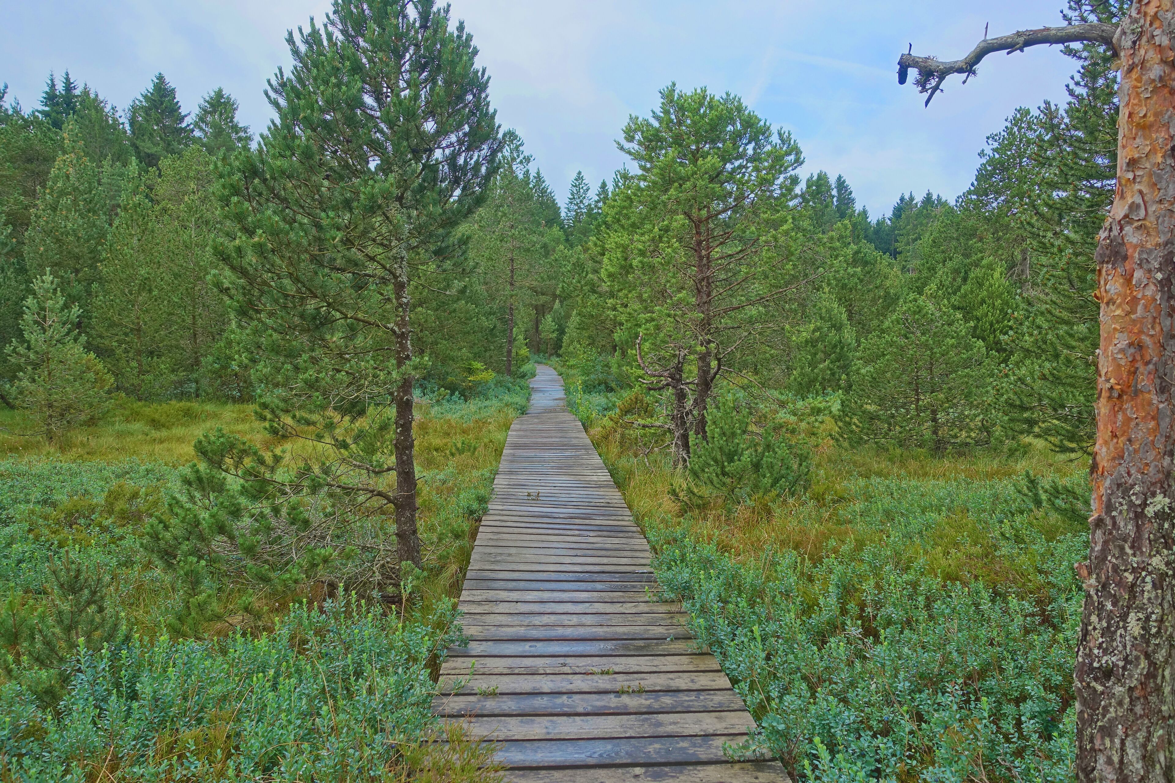 Naturschutzgebiet Tiefenhäuser Moos, Hochmoor im Südschwarzwald