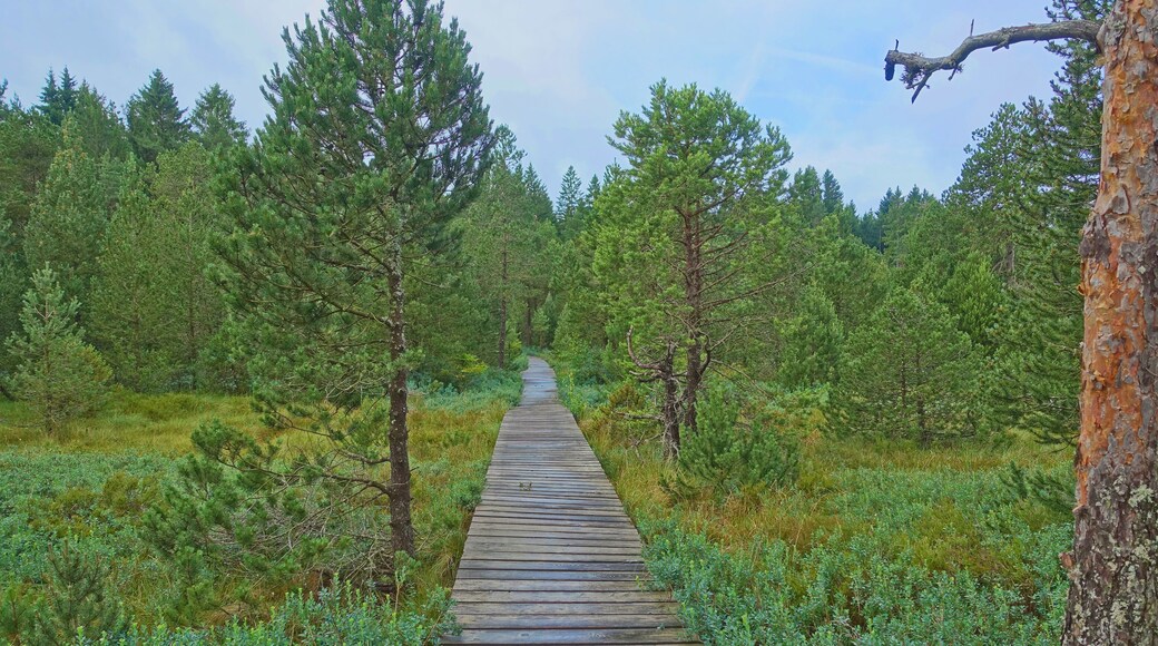 Naturschutzgebiet Tiefenhäuser Moos, Hochmoor im Südschwarzwald