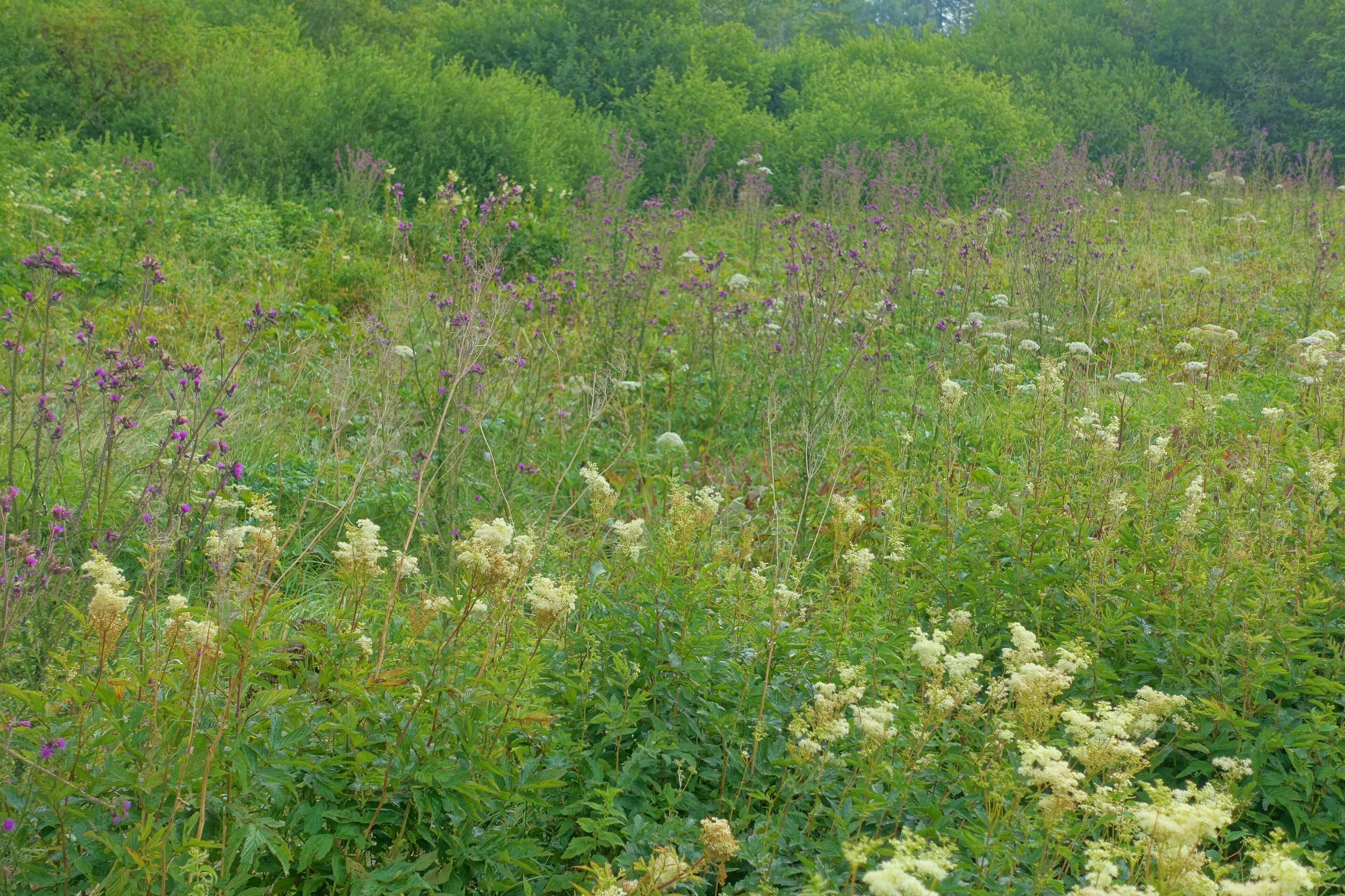 Naturschutzgebiet Höchenschwander Moos