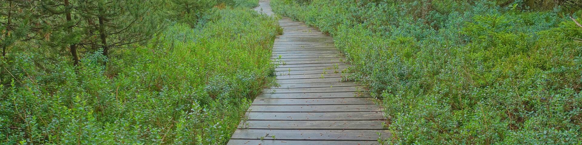 Naturschutzgebiet Tiefenhäuser Moos, Hochmoor im Südschwarzwald