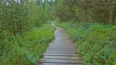 Naturschutzgebiet Tiefenhäuser Moos, Hochmoor im Südschwarzwald