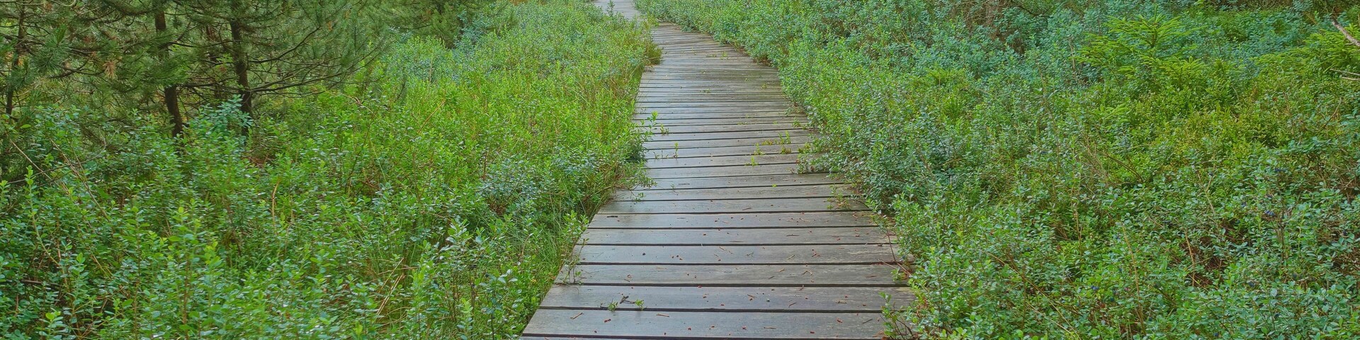 A wooden boardwalk through a dense forest.