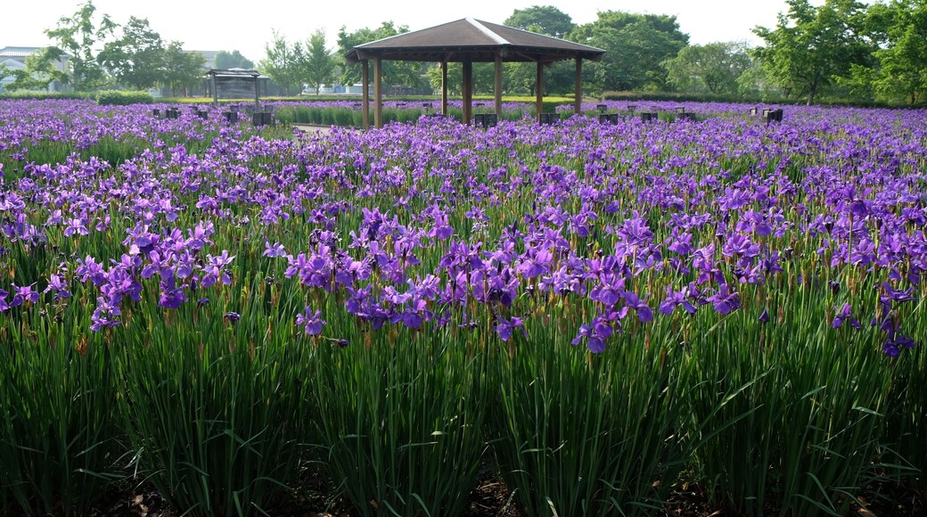 早水公園あやめ園