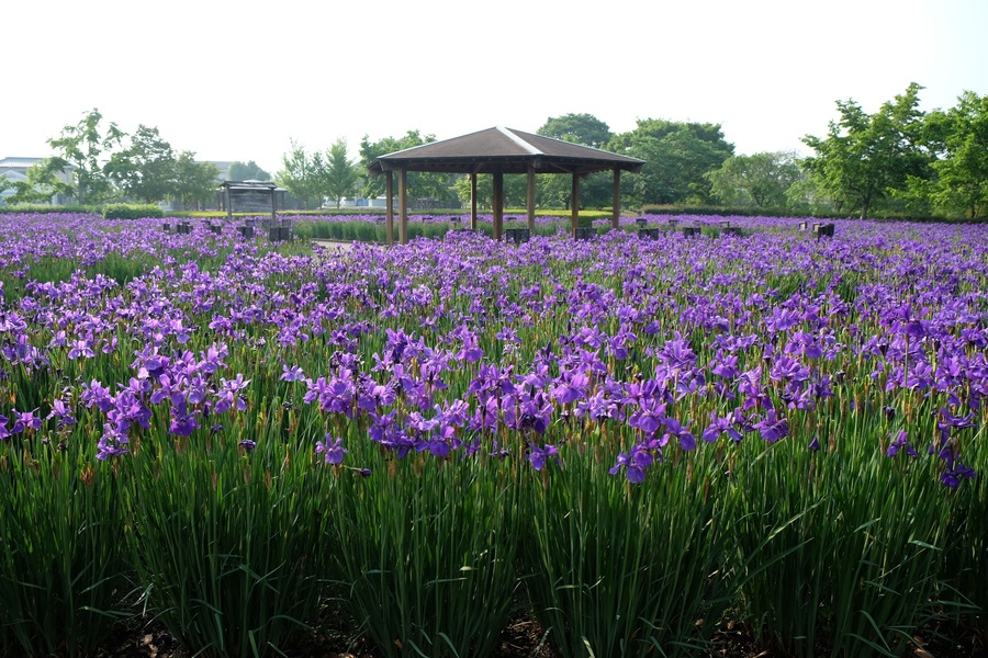 早水公園あやめ園