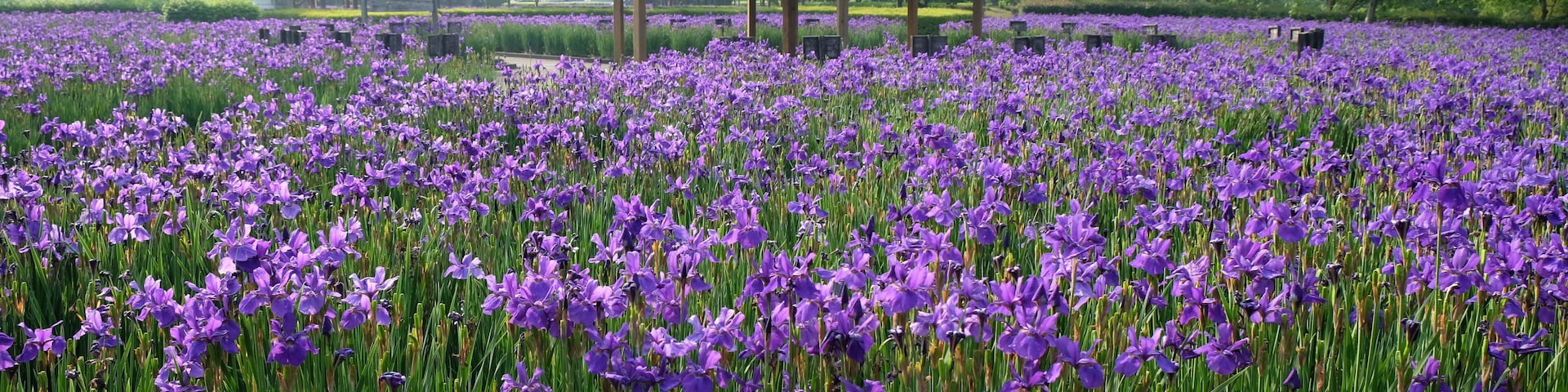 早水公園あやめ園