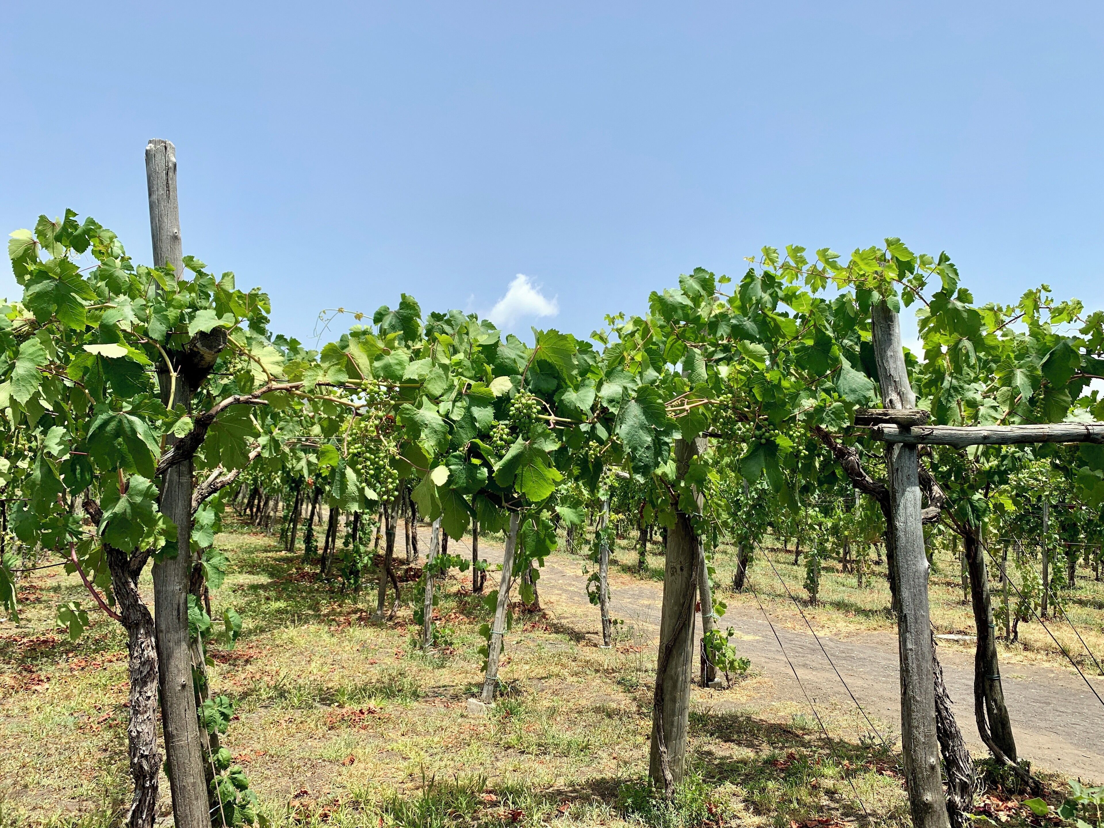 Great time walking around drinking wine and eating at Villa Tirone winery today...