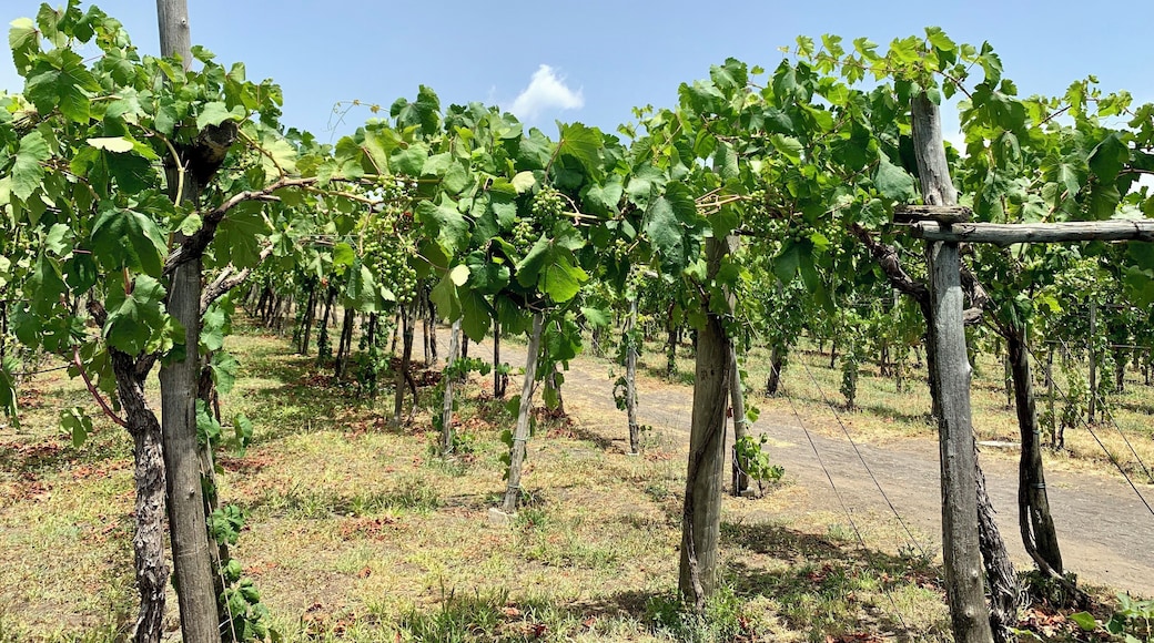 Great time walking around drinking wine and eating at Villa Tirone winery today...