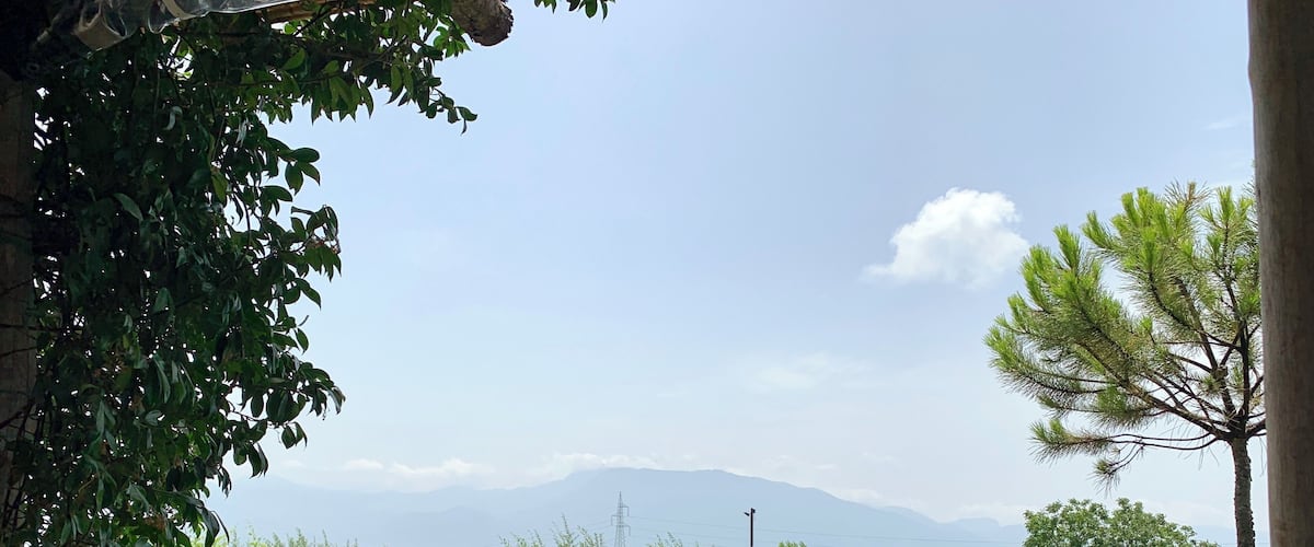 A vineyard with rows of green plants, a wooden fence, and a mountain range in the background.