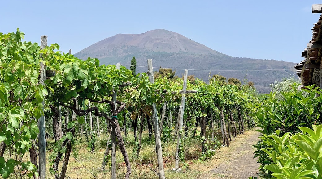 Great time walking around drinking wine and eating at Villa Tirone winery today...