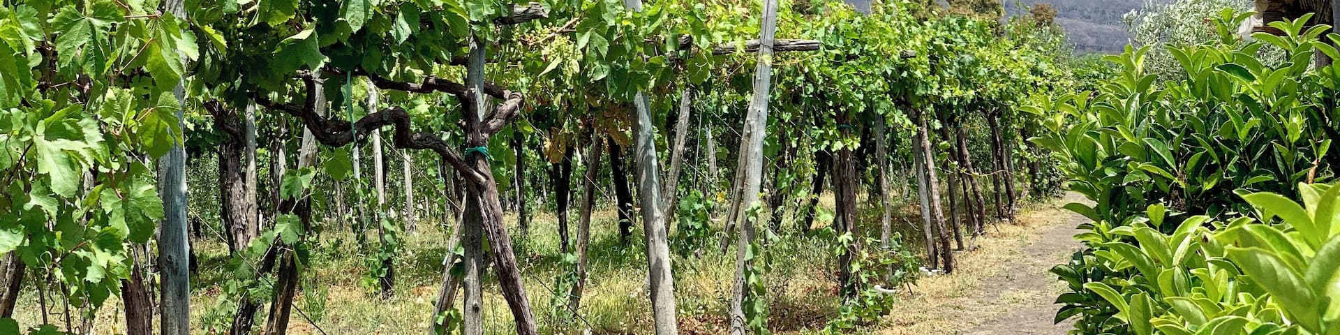 Great time walking around drinking wine and eating at Villa Tirone winery today...