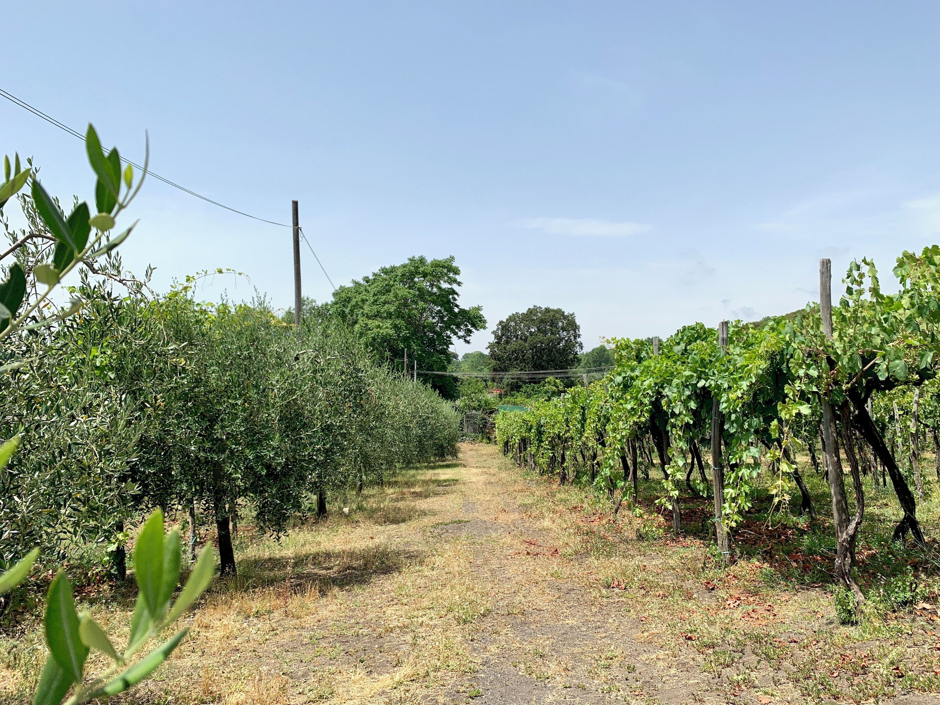 Great time walking around drinking wine and eating at Villa Tirone winery today...