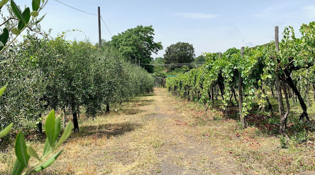 Great time walking around drinking wine and eating at Villa Tirone winery today...