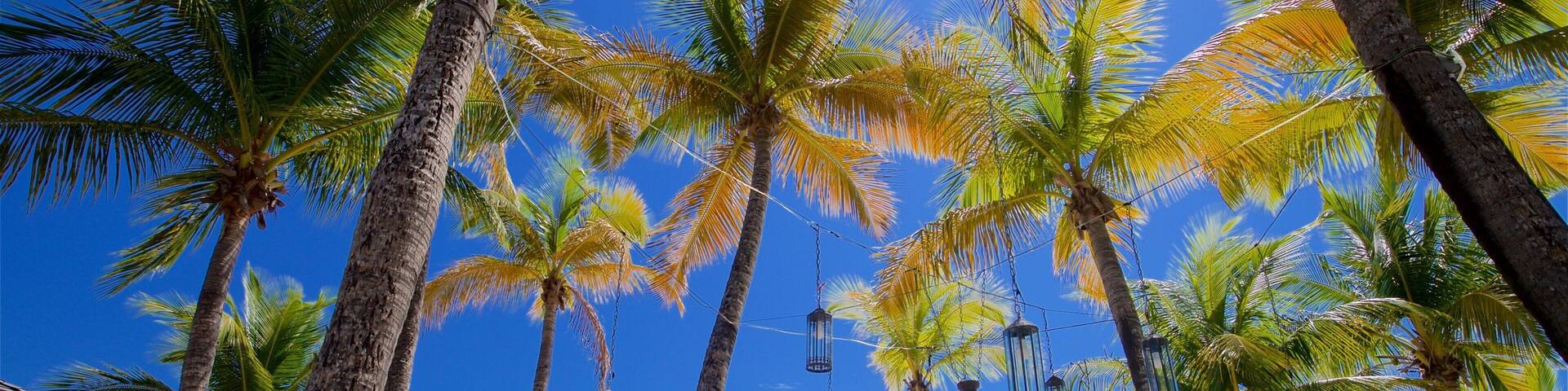 Antigua montrant vues littorales, scĂšnes tropicales et plage de sable