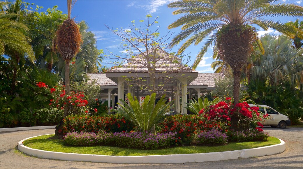 Plage de Carlisle mettant en vedette fleurs sauvages