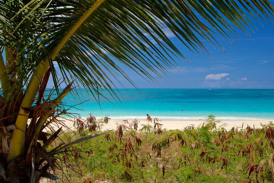 A beach with clear turquoise water, a palm tree, and sparse vegetation.