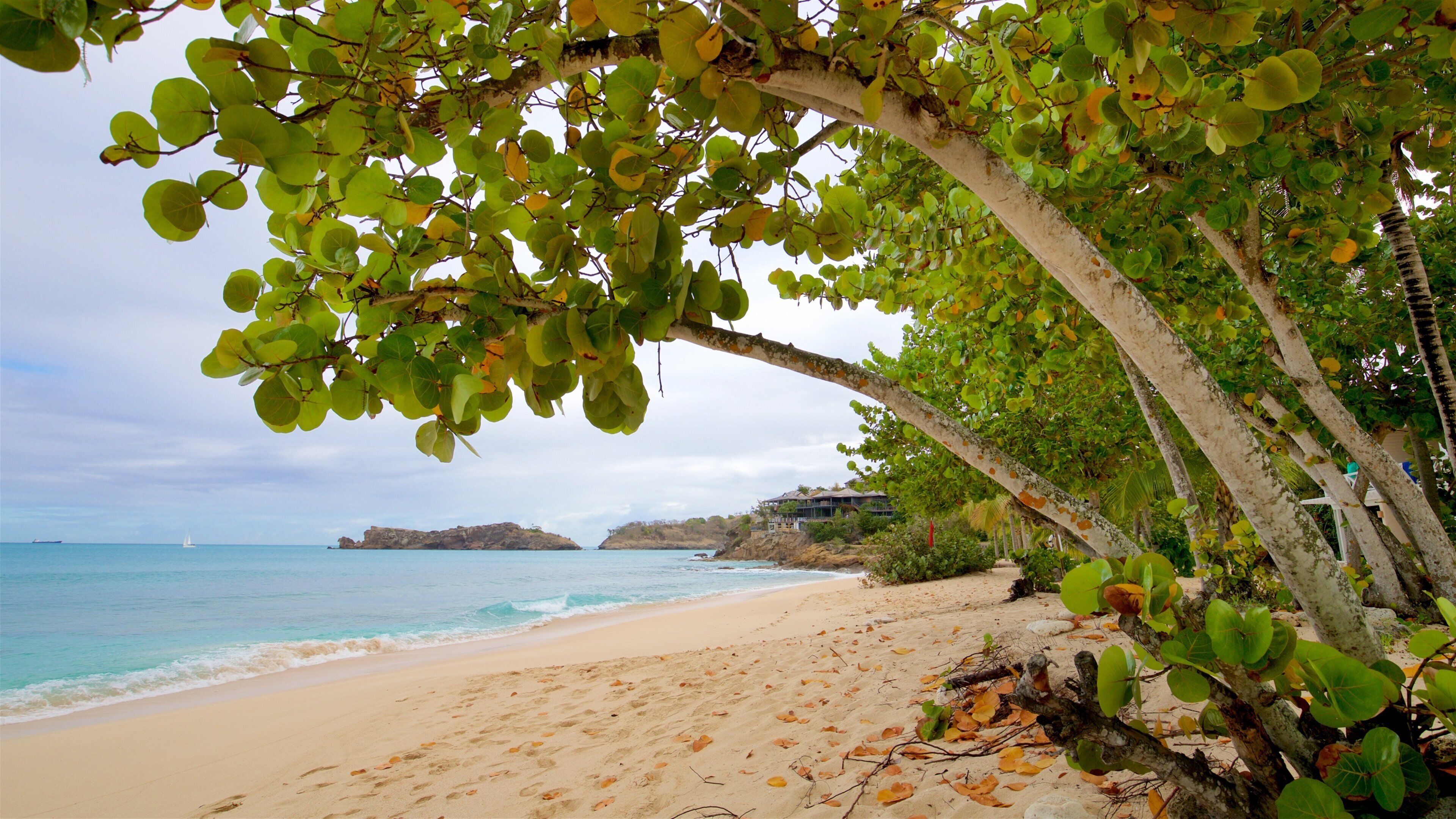 Galley Bay showing general coastal views and a beach