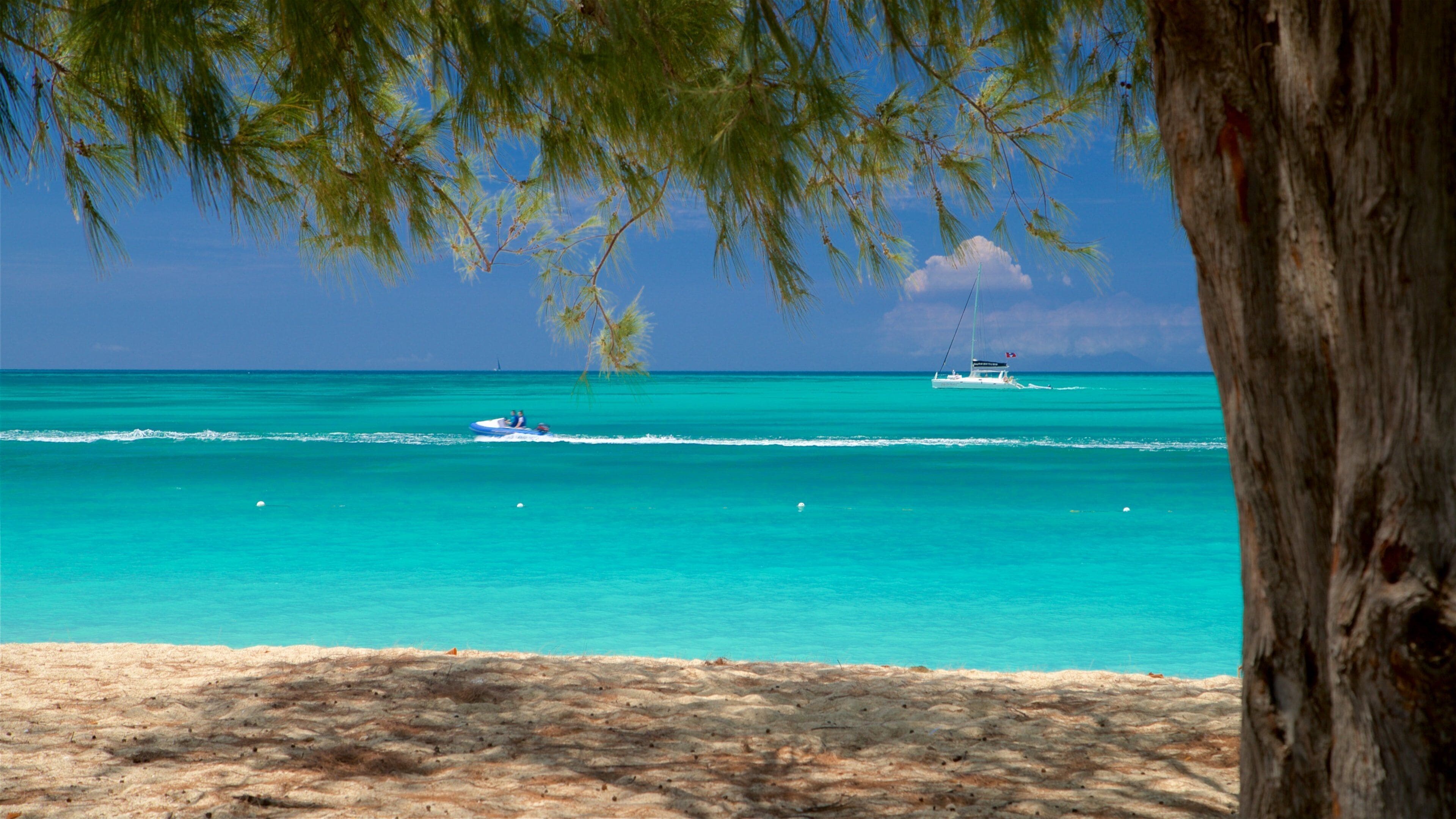 A turquoise sea, a boat, and a tree.