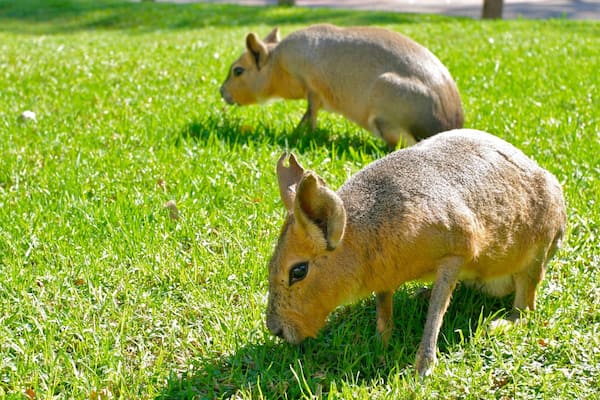 Buenos Aires Zoo mit einem Zootiere und niedliche oder freundliche Tiere