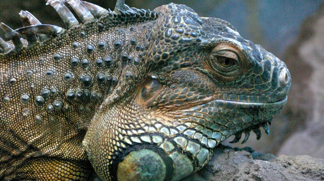 Zoo de Buenos Aires caracterizando animais de zoolĂłgico e animais