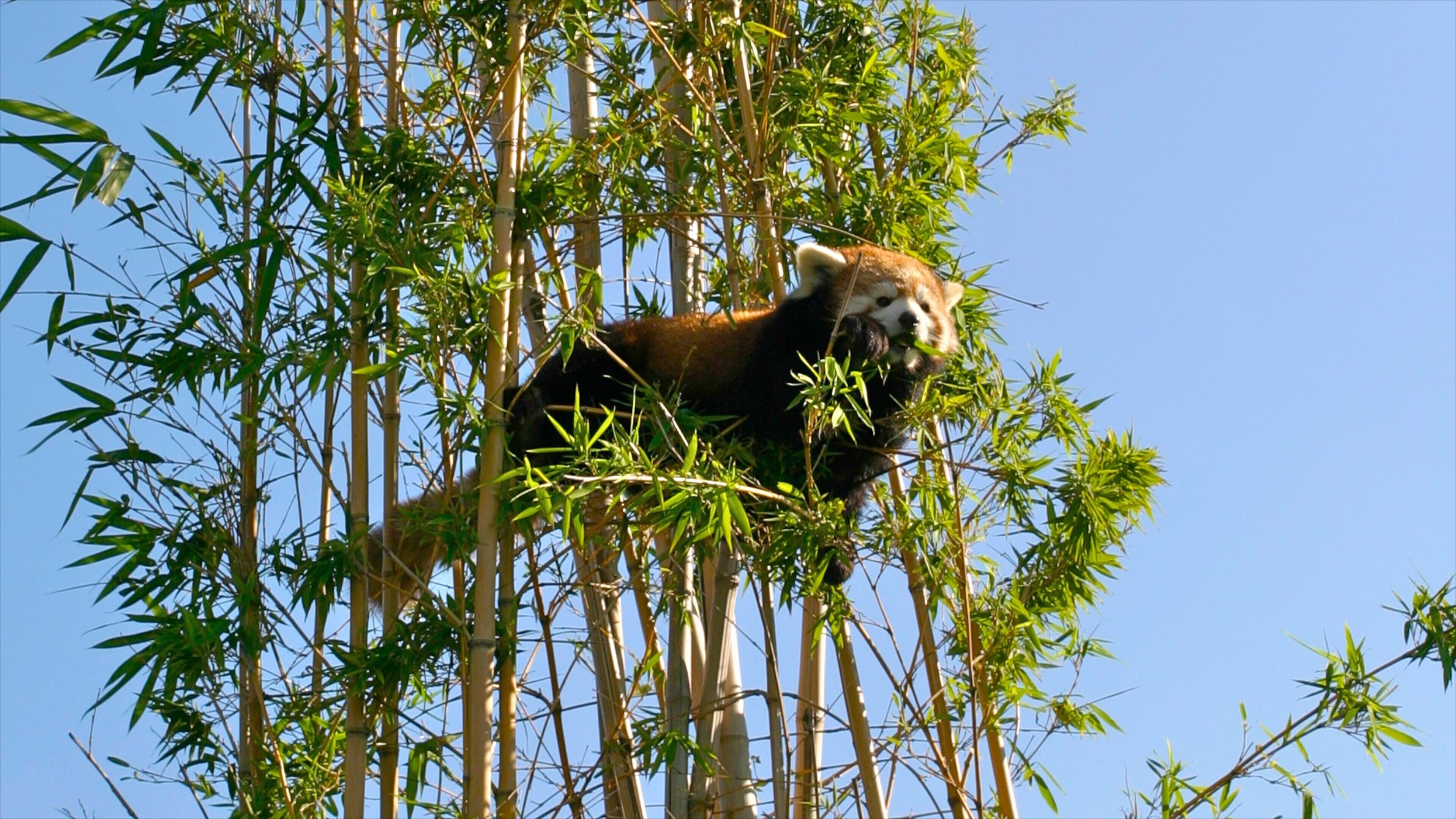 Buenos Aires Zoo showing zoo animals