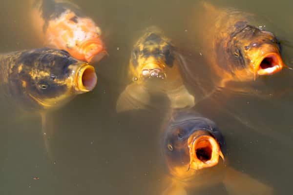 Buenos Aires Zoo which includes marine life and zoo animals