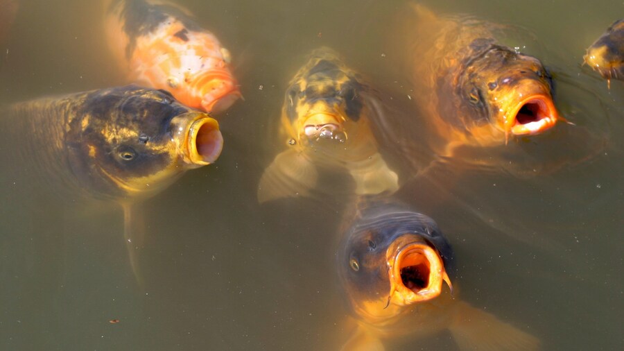 Zoológico de Buenos Aires que incluye vida marina y animales del zoo