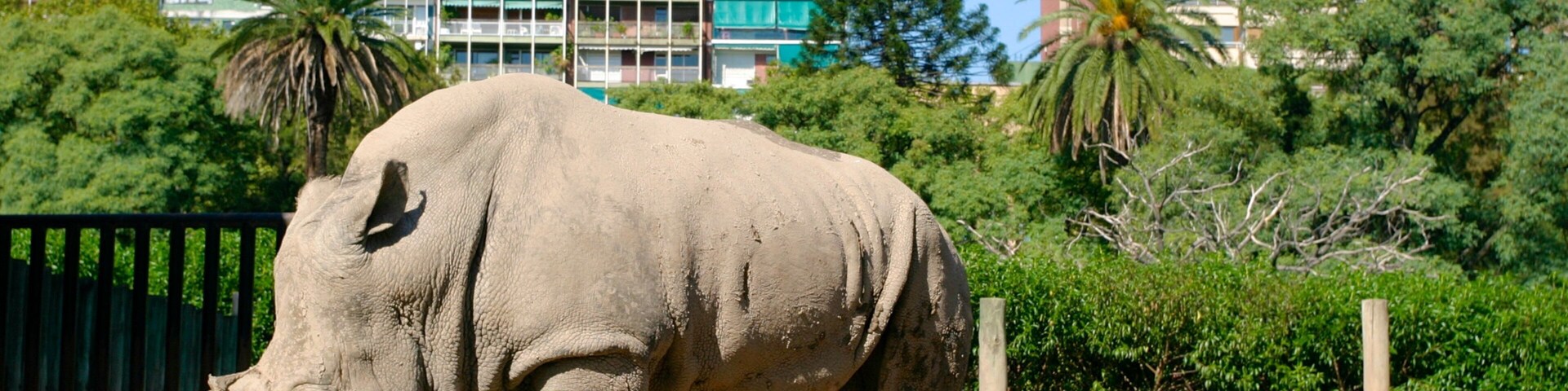 Buenos Aires Zoo showing land animals, zoo animals and a city