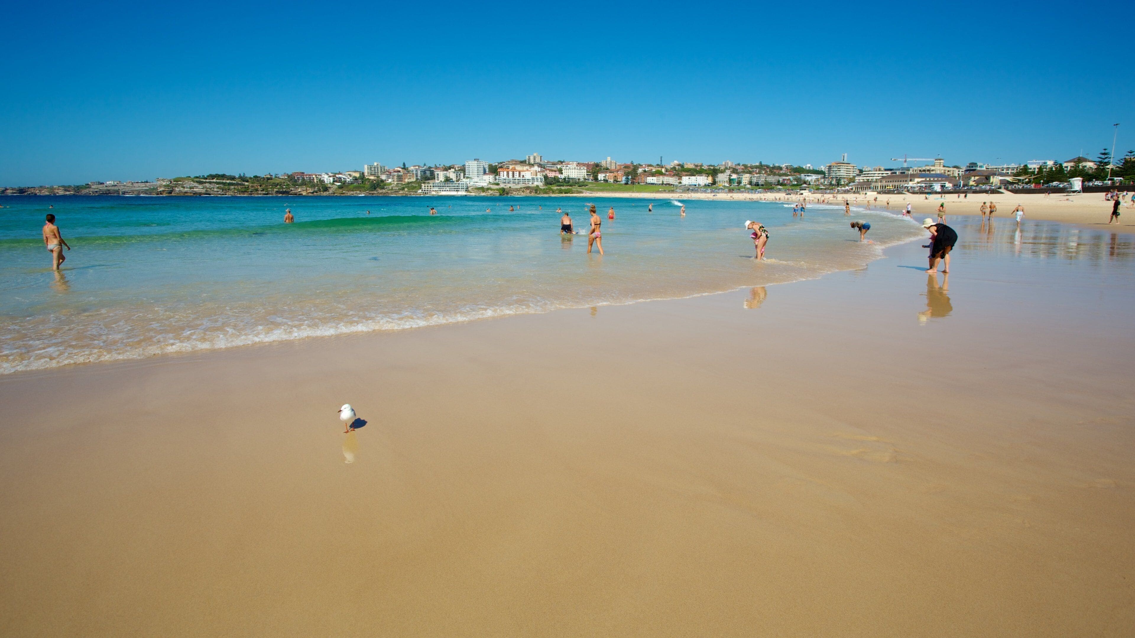 Bondi Beach featuring swimming and a beach