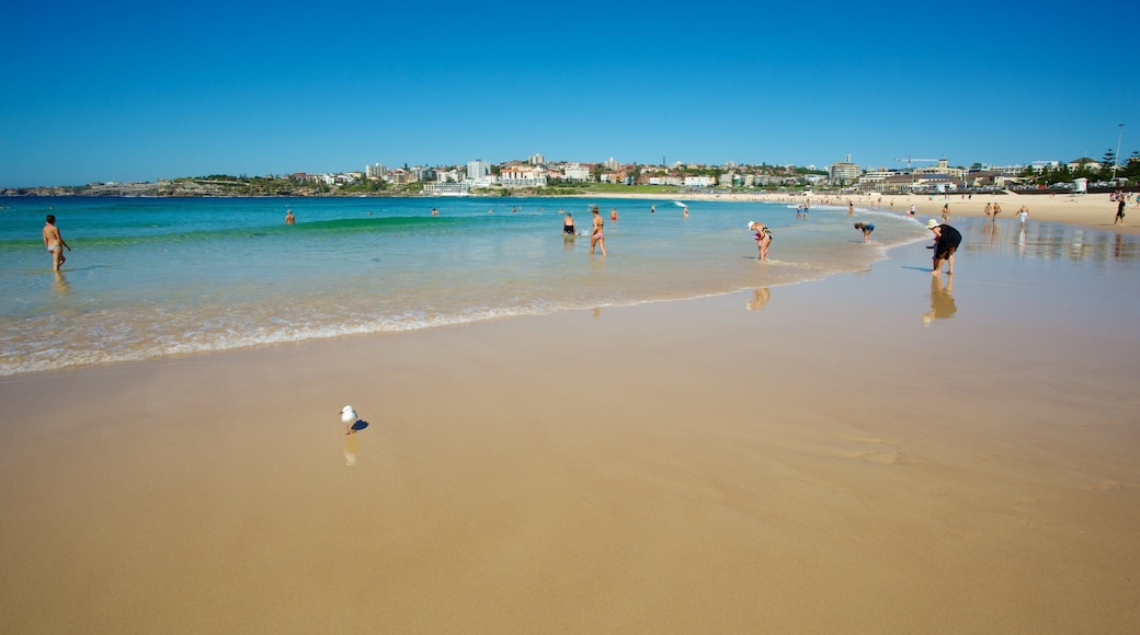 Bondi Beach featuring swimming and a beach
