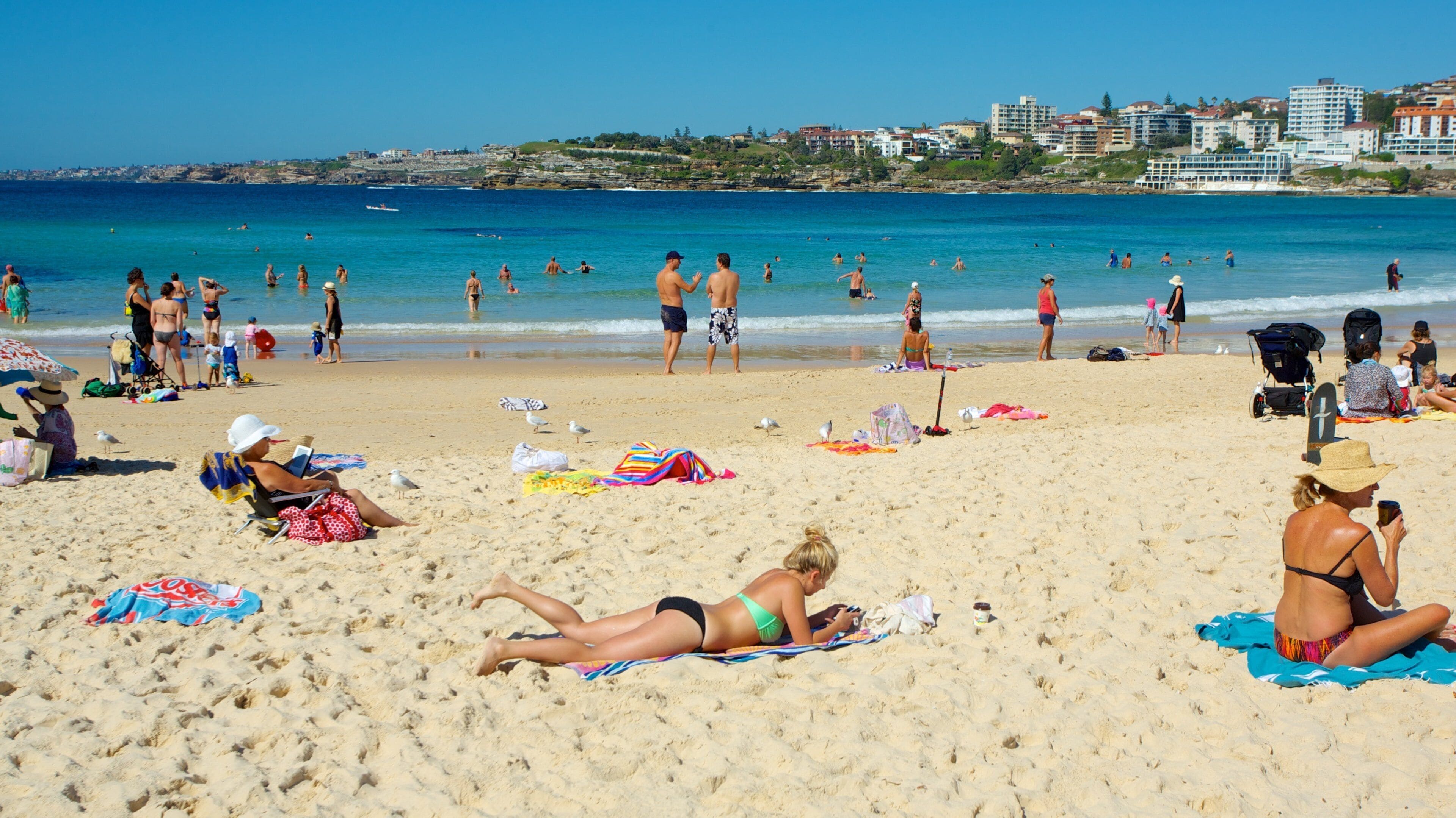Bondi Beach featuring tropical scenes and a beach