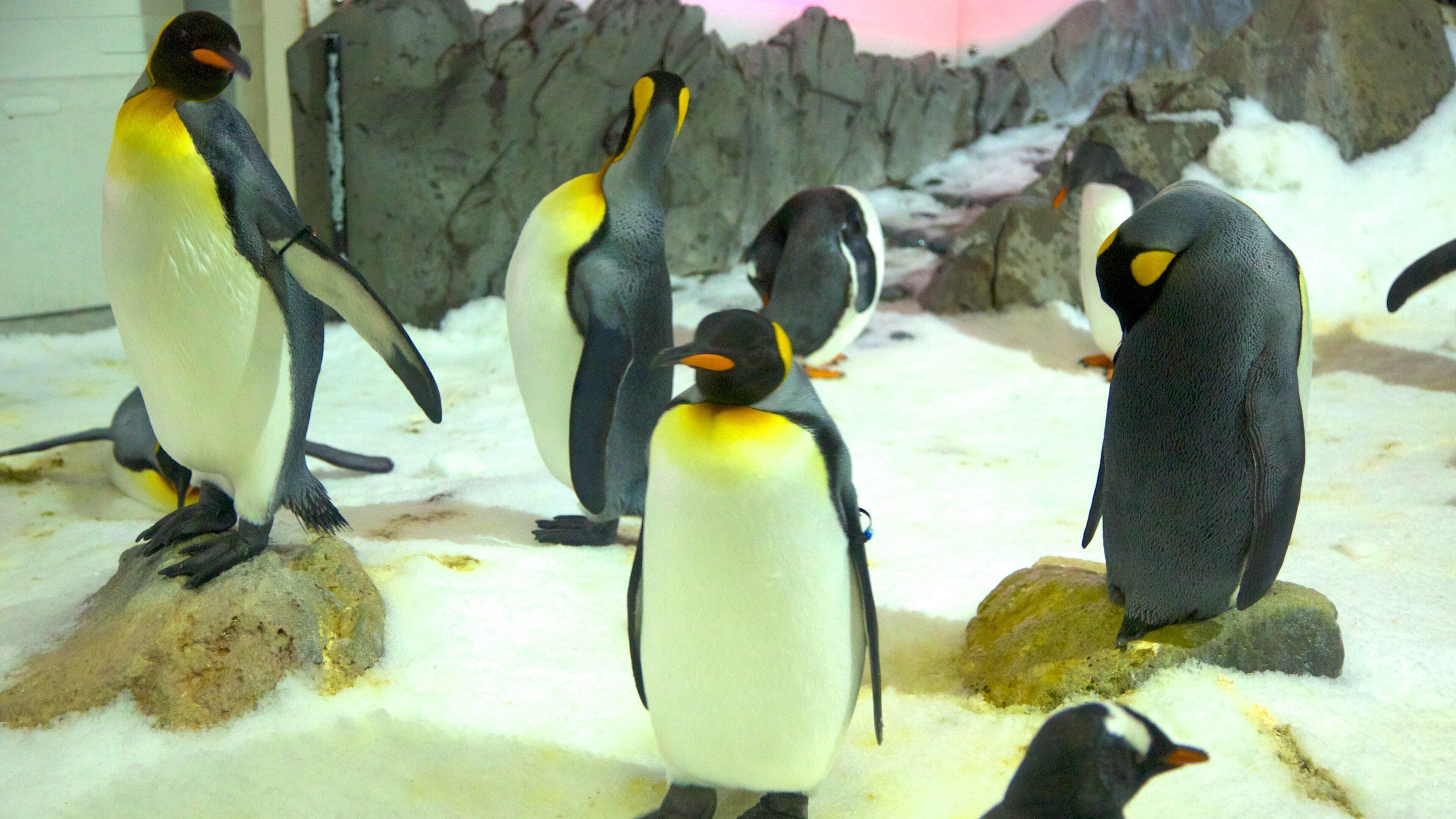 Melbourne Aquarium das einen Zootiere und Meeresbewohner