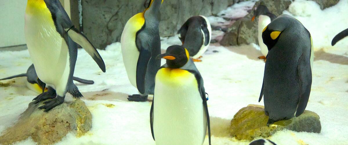 Melbourne Aquarium which includes marine life and zoo animals