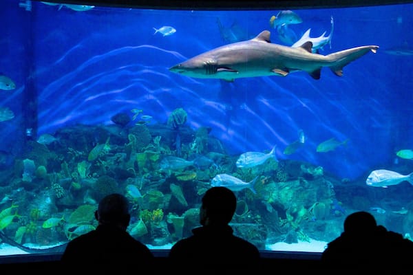 Melbourne showing marine life and interior views as well as a small group of people