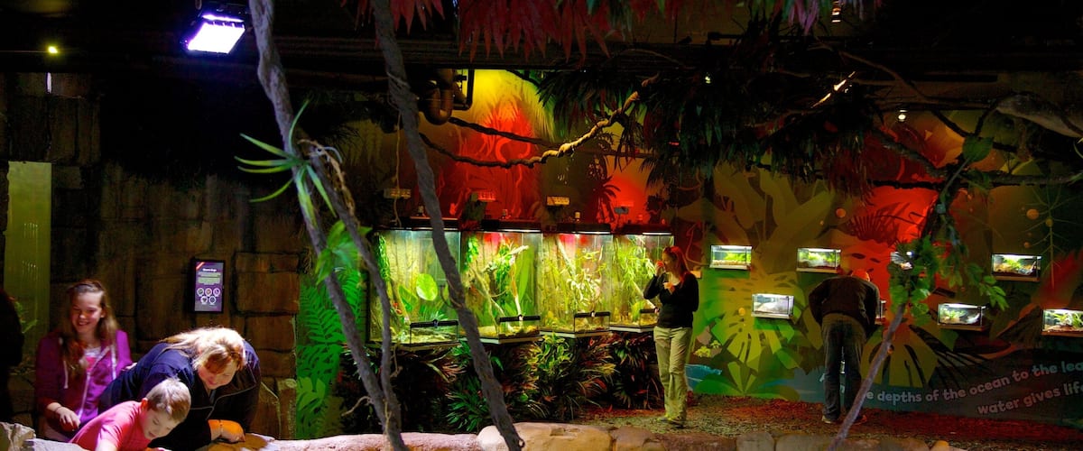 Melbourne Aquarium which includes interior views and marine life