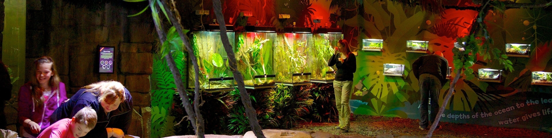 Aquário de Melbourne que inclui vistas internas e vida marinha