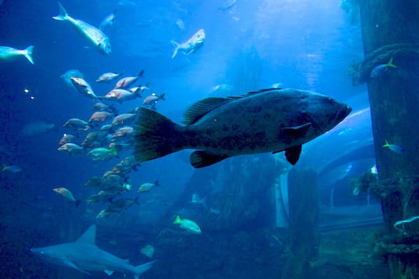 Aquarium de Melbourne montrant vues intérieures et vie marine
