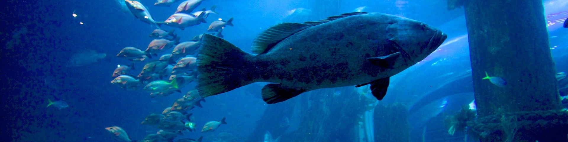 Aquarium de Melbourne montrant vues intérieures et vie marine