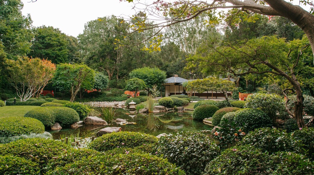 Brisbane Botanic Gardens featuring forest scenes, a pond and a garden