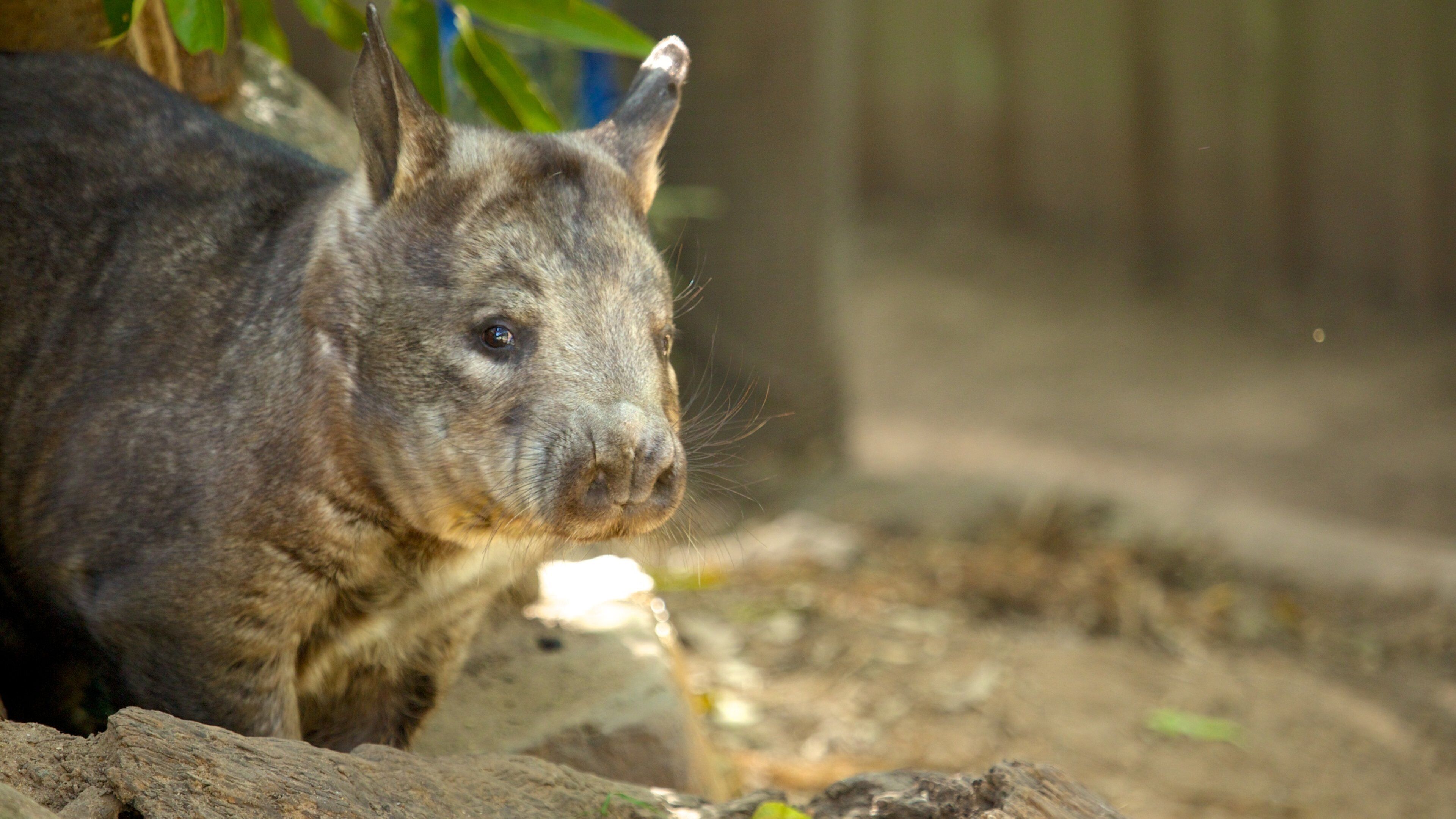 Refuge pour koalas de Lone Pine montrant animaux de zoo
