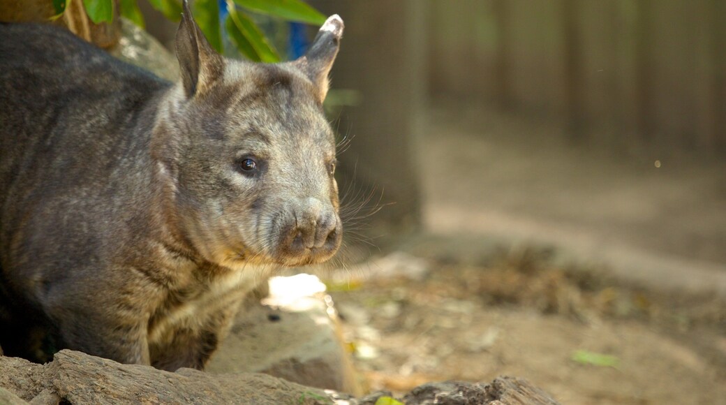 Lone Pine Koala Sanctuary som inkluderer dyrehagedyr
