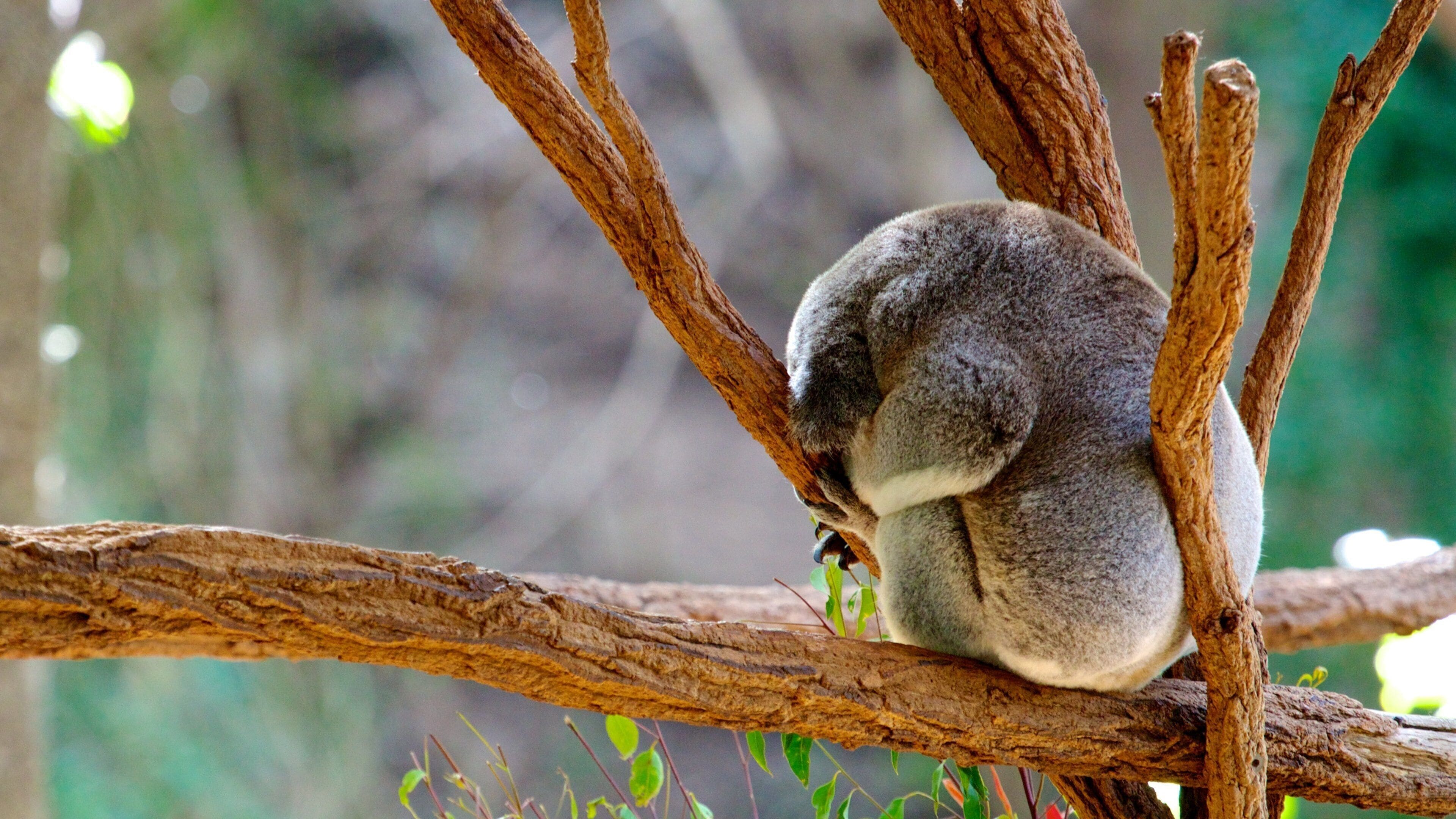 Lone Pine Koala Sanctuary showing cuddly or friendly animals