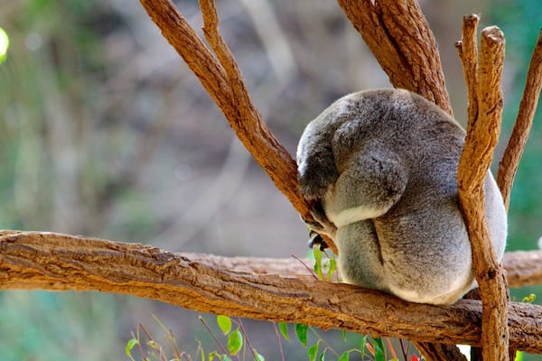 Lone Pine Koala Sanctuary showing cuddly or friendly animals