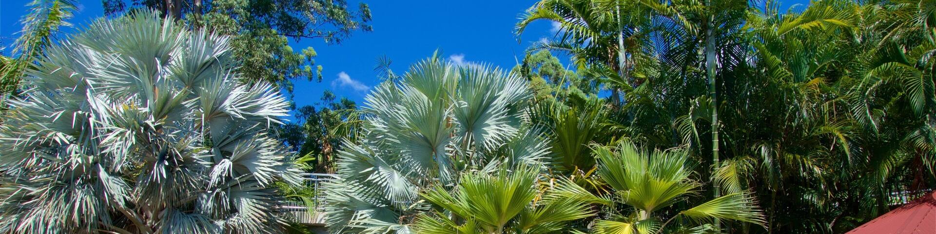 A sign for Roma Street Parkland with a green leaf logo, surrounded by lush tropical trees and a clear blue sky.