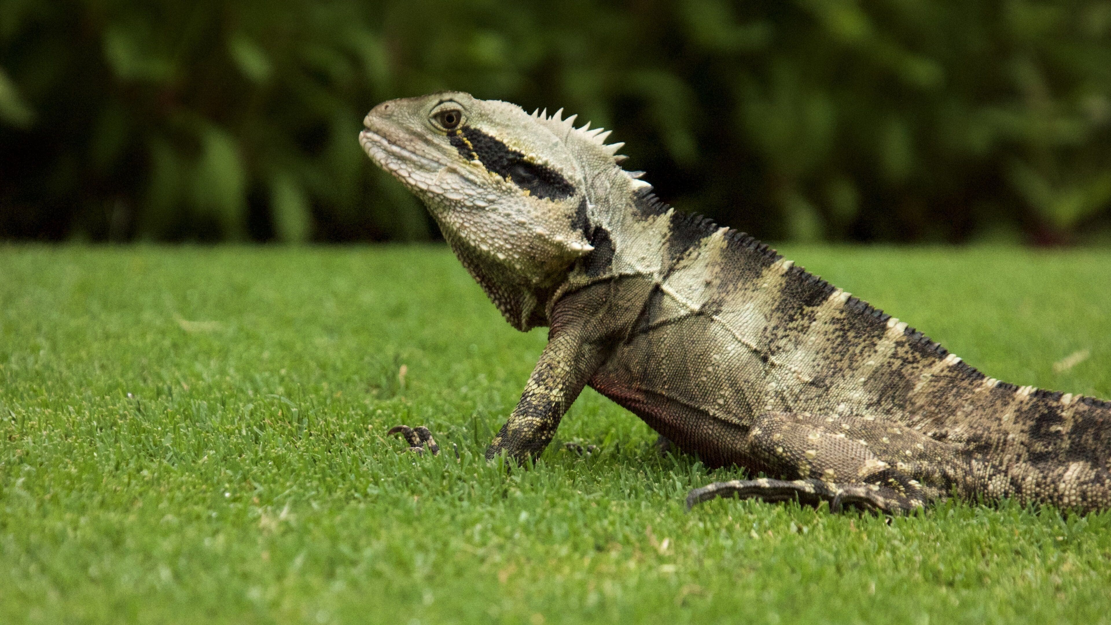 Công viên Roma Street trong đó bao gồm động vật và khu vườn