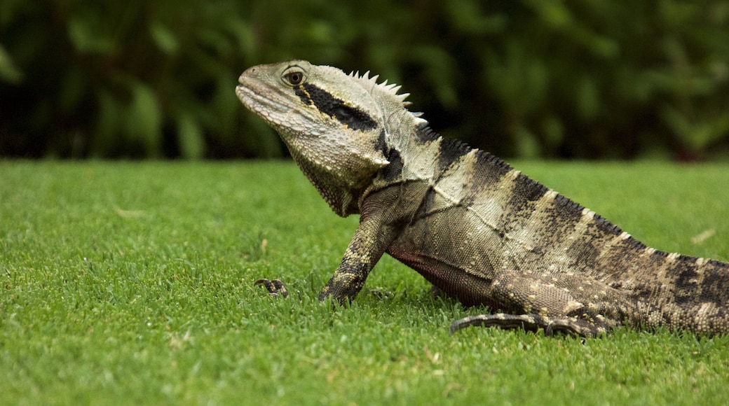 Roma Street Parkland ofreciendo animales y un parque